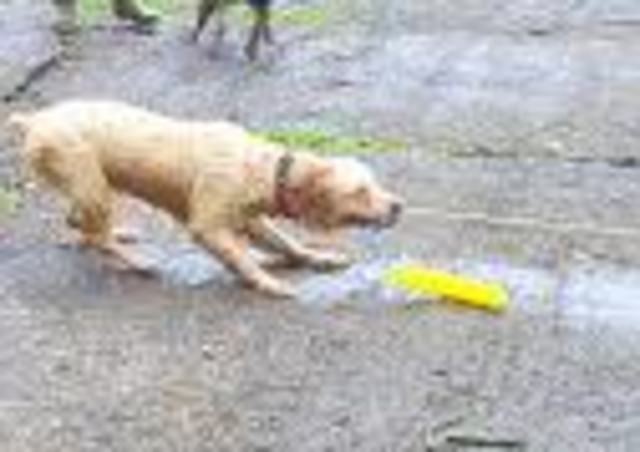 Riley, the protector.