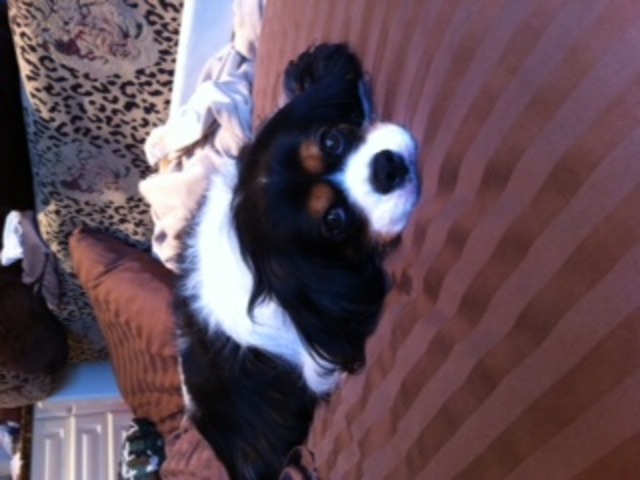 Got my First House Dog