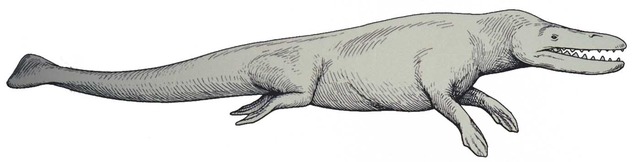 Rodhocetus