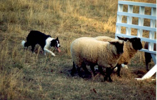 Jack herded sheep again!