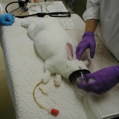 Timeline: Veterinary School- Emily Perea