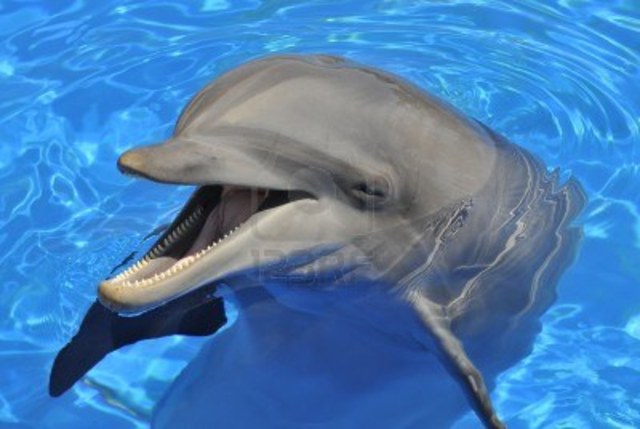 What kind of dolphin winter is