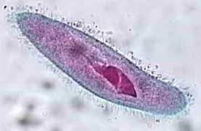 Single Celled Organisms