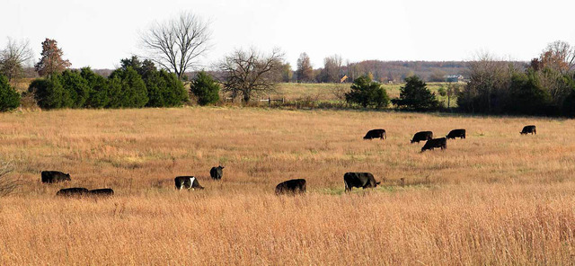 Anthony Johnson Owned Land!!!