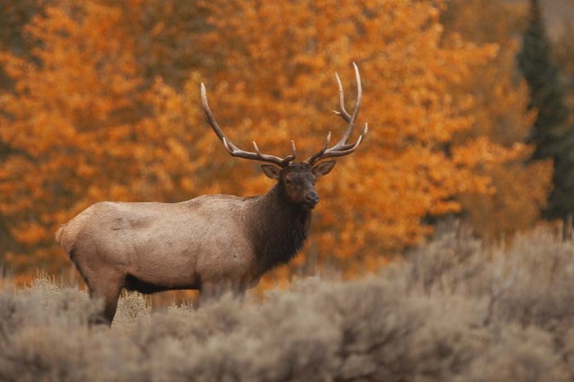 Andara a caccia di Elk