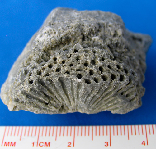 Silurian 435 M- 395M