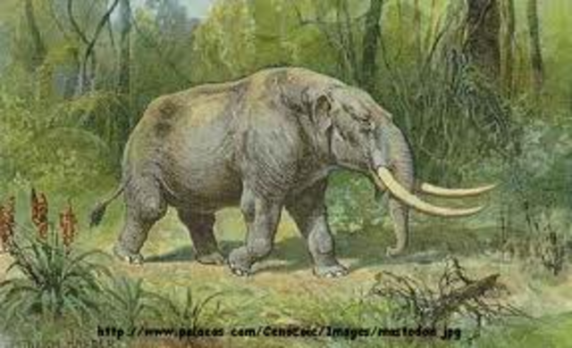 Tertairy 65 -1.8 MYA