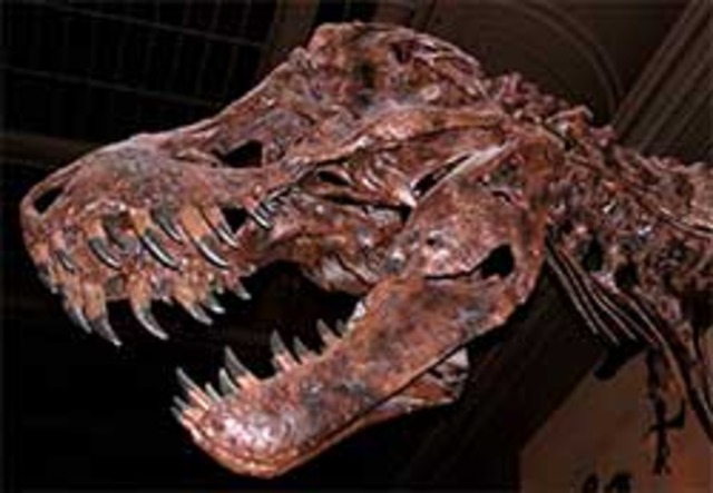 Cretaceous- 136M-65M