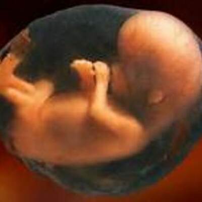 Timeline: Week Three Embreo