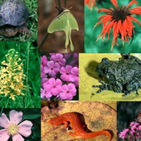 Confererencia diversidad biológica.