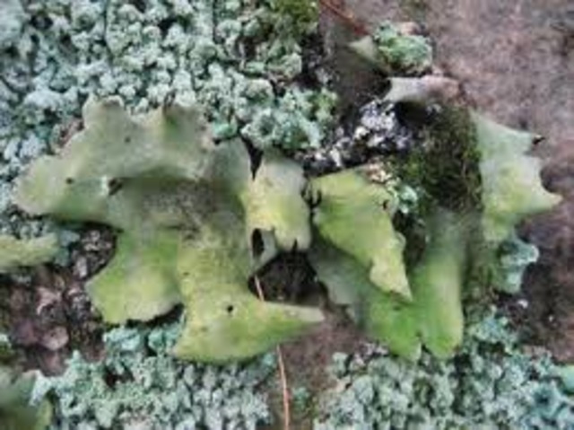 Lichens and liverworts