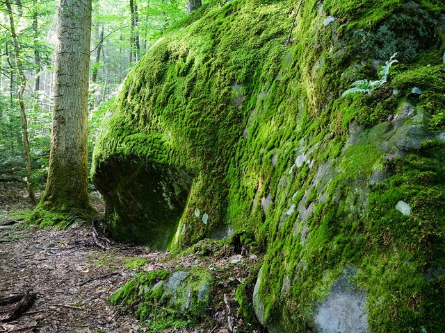 a small area of moss, begins to grow