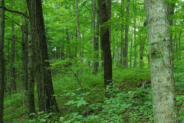 HARDWOOD FOREST DEVELOP