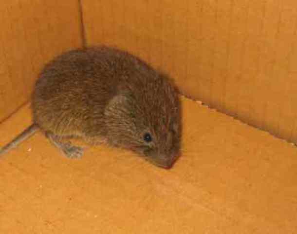 Esimene transgeenne imetaja