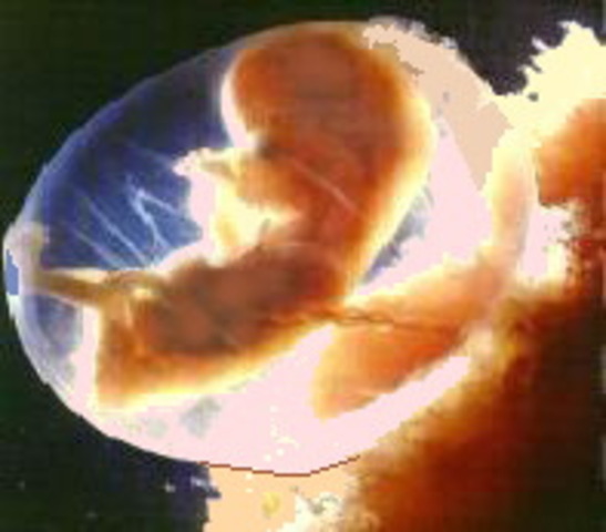 week 9 of the fetal development