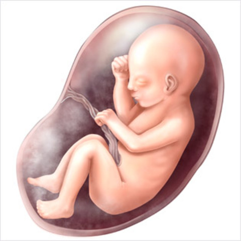 week 29 of the fetal development