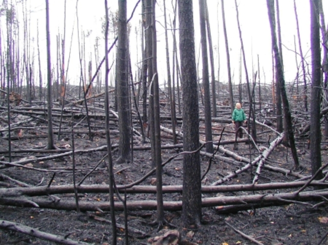 After the Forest Fire
