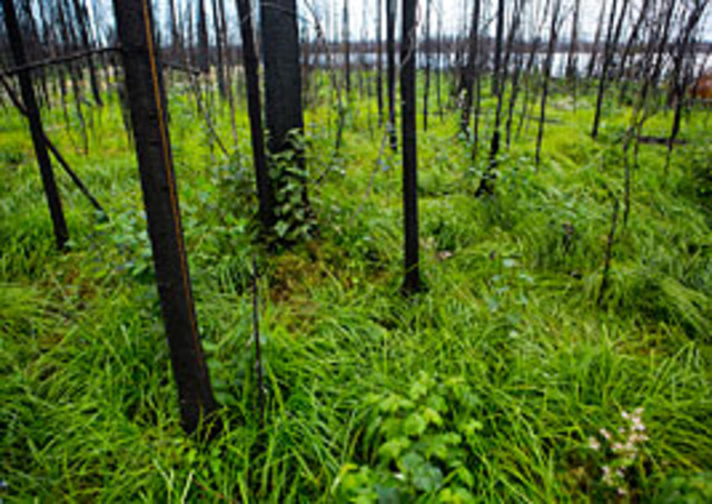 Pioneer Species: Grasses and Perennials