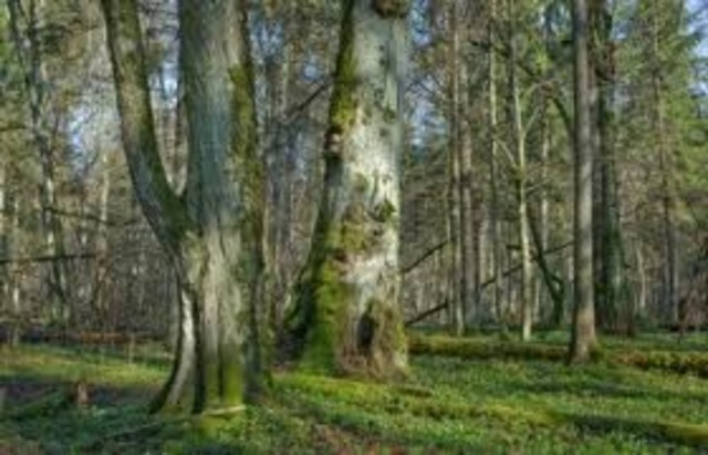 Climax Community: Mature Oak and Hickory Forest