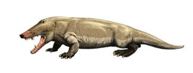 Ambulocetus (49 million years ago)