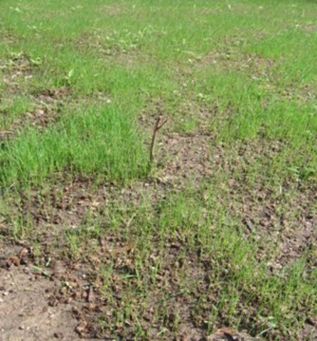 Sproutlets of  grass begin to grow