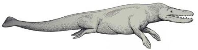 Rodhocetus (46 million years ago)