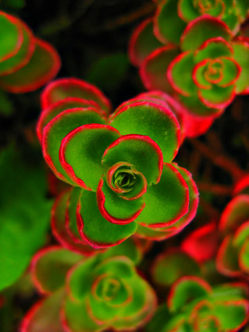 new plant species begins to arise