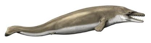 Dorudon (30 million years ago)