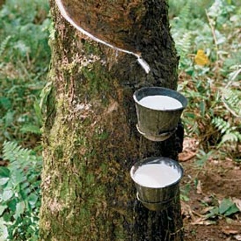 Singapore Became Export Center of Rubber