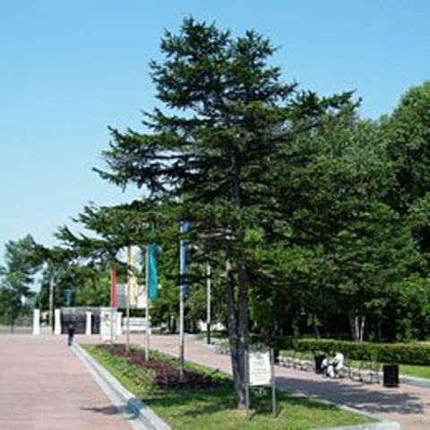 Посадка курильской лиственницы в Хабаровске