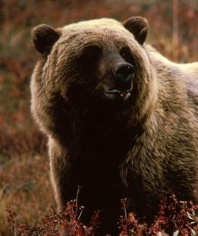 Lewis and another hunter kill a large grizzly bear, which had never before been described for science.