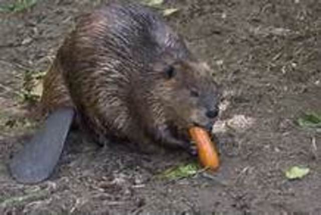 Bittersweet Creek and Pretty Water
