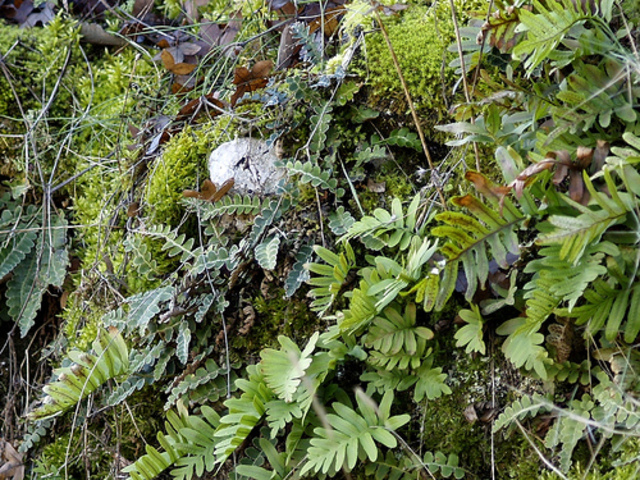 Mosses and ferns begin to grow.