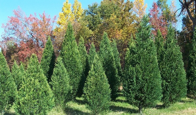 taller shrubs begin to grow