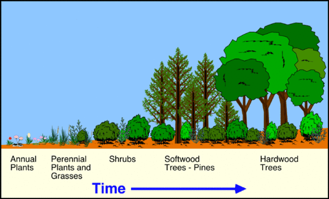 secondary succession occurs.