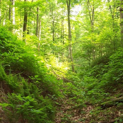 Timeline: Ecological Succession