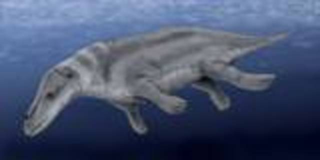 Rodhocetus(46 million years)
