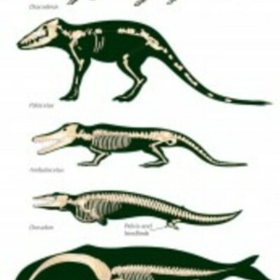 Timeline: Whale Evolution