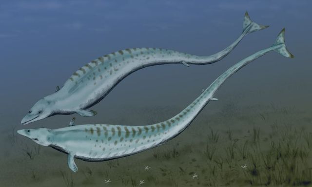 38mya -  Basilosaurus