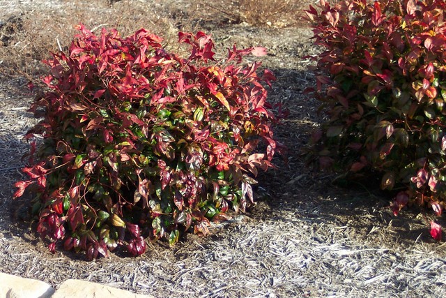 Small Shrubs Grow
