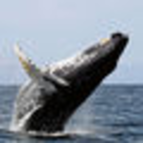 Modern Baleen Whales: 39-29 mya