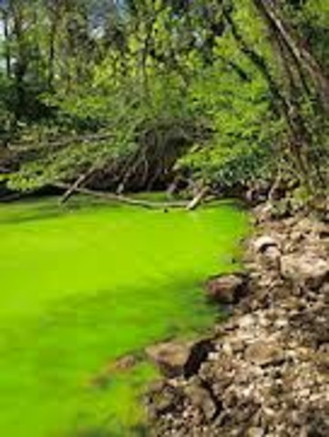 Eutrophication