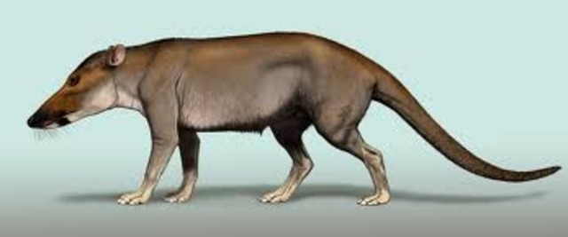 Pakicetus (50 million years ago)