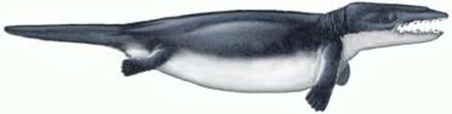 Rodhocetus (46 million years ago)