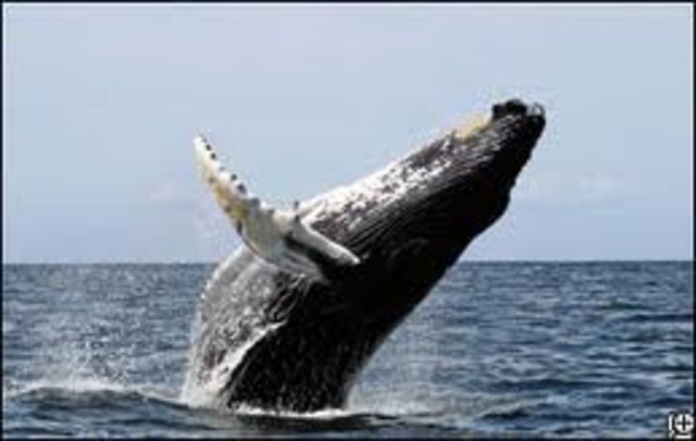 Modern day whale (now)