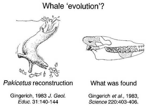 The Pakecitus (50 Million years ago)
