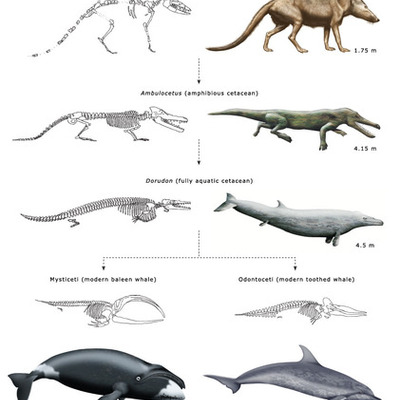 Timeline: Walking Whale: Whale Evolution