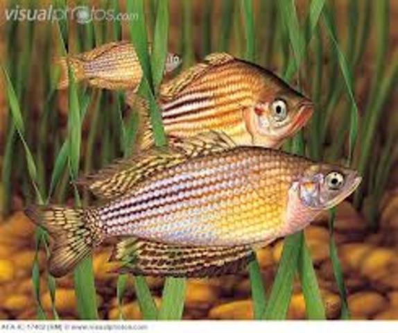 Fish swimming in the river