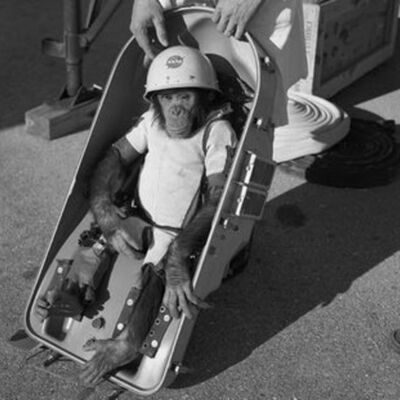 Timeline: animals in space