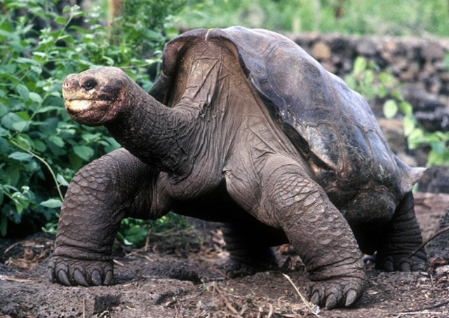 Lonesome George dies